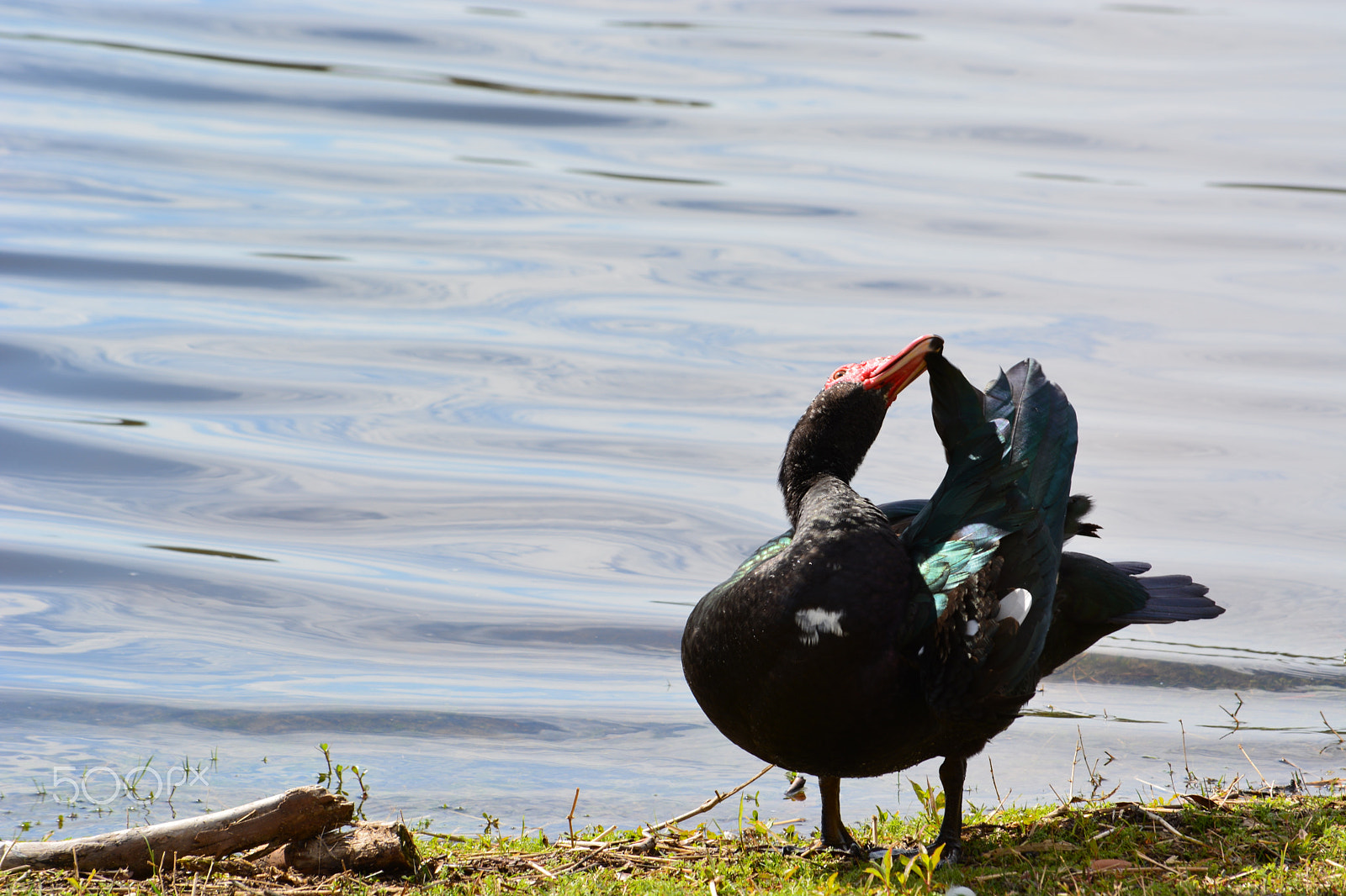Nikon D5200 sample photo. 28394254969.jpg photography