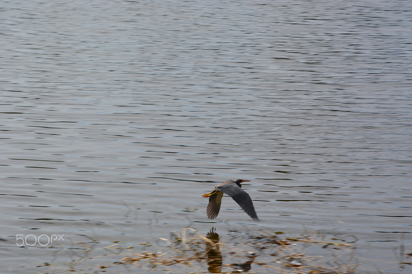 Nikon D5200 sample photo. 25302903197.jpg photography