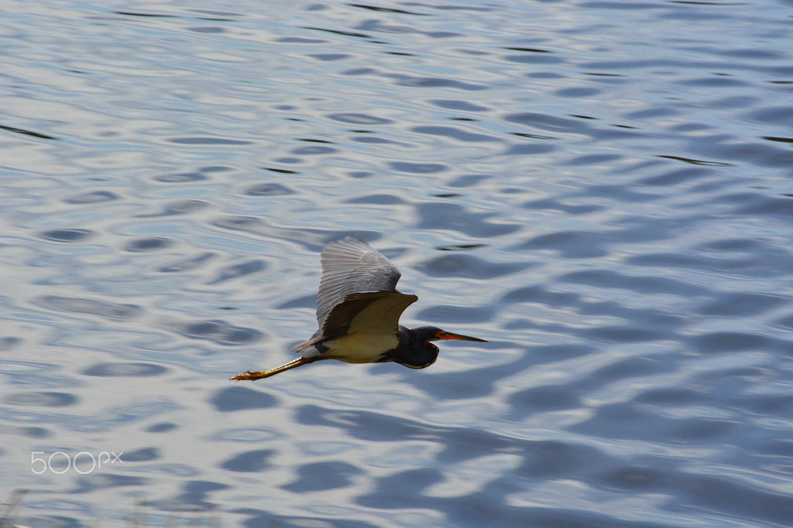 Nikon D5200 sample photo. 25302900957.jpg photography