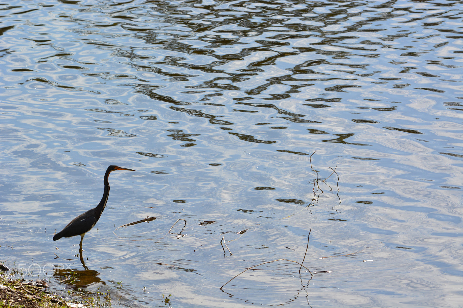 Nikon D5200 sample photo. 40141868832.jpg photography
