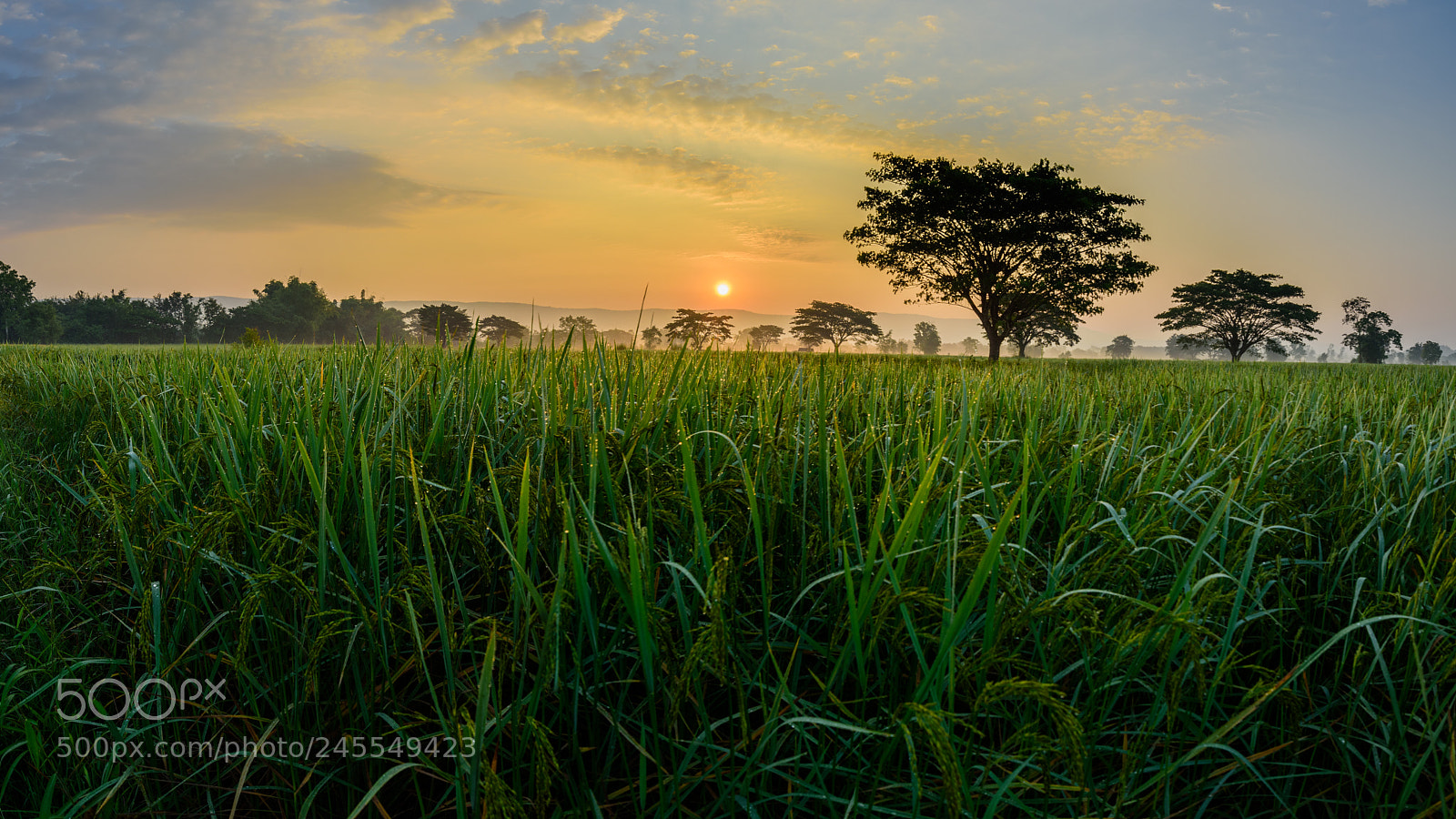 Nikon D810 sample photo. Sunrise in rural thailand photography