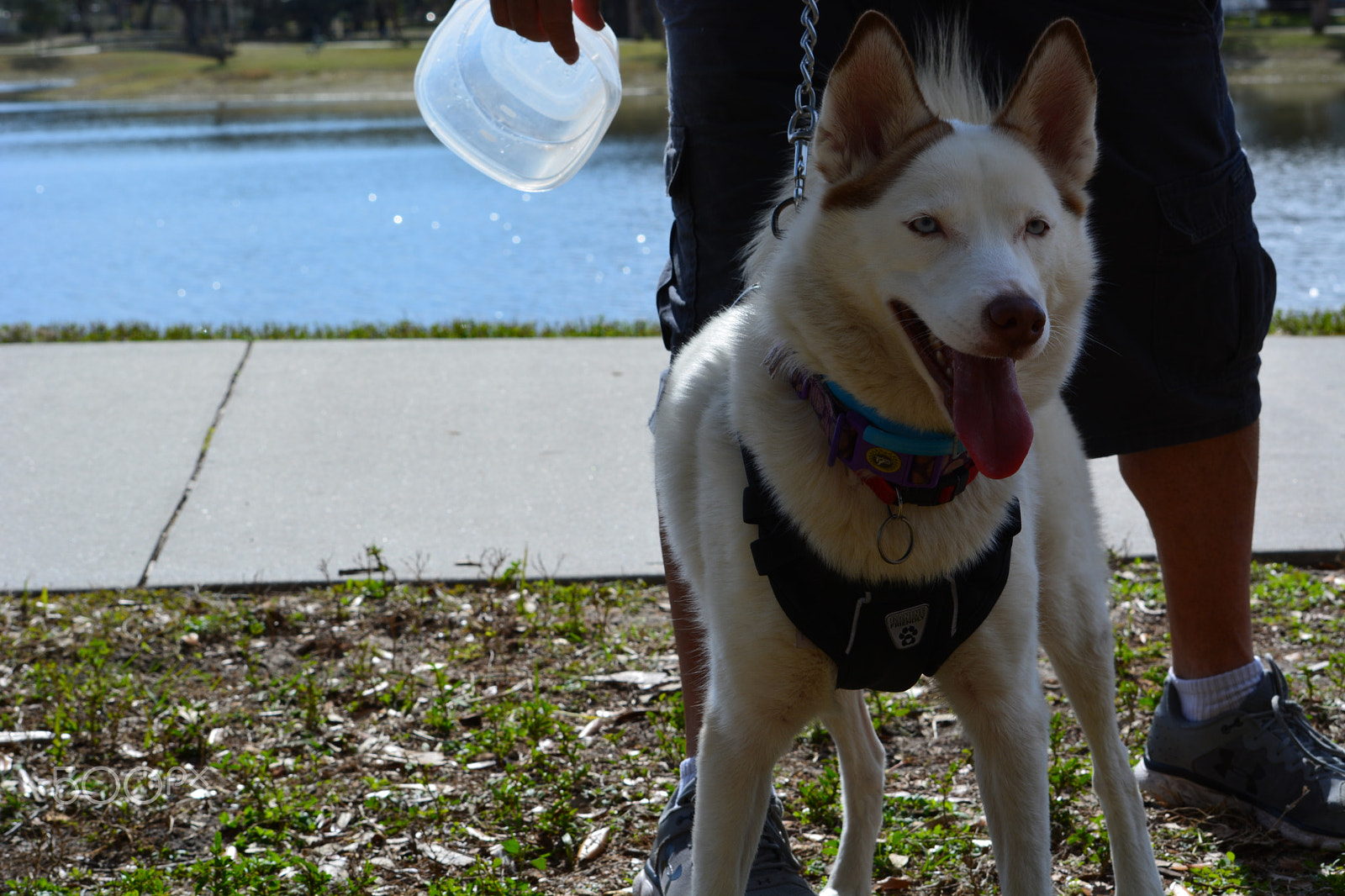 Nikon D5200 sample photo. 40141865892.jpg photography