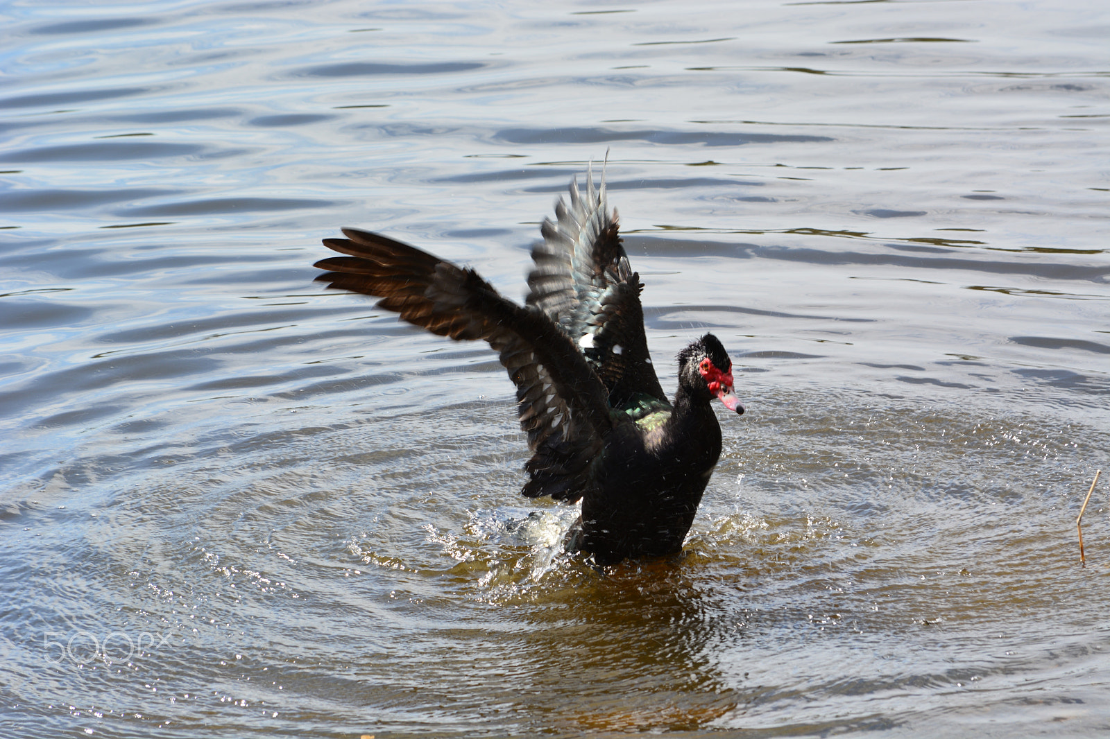 Nikon D5200 sample photo. 40141872802.jpg photography