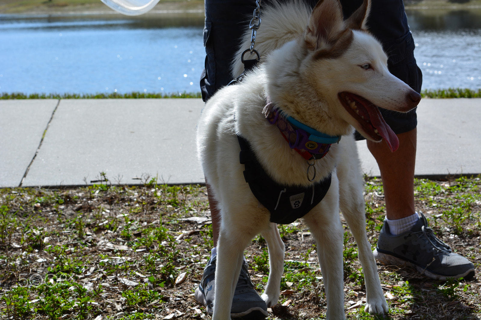 Nikon D5200 sample photo. 26301886638.jpg photography