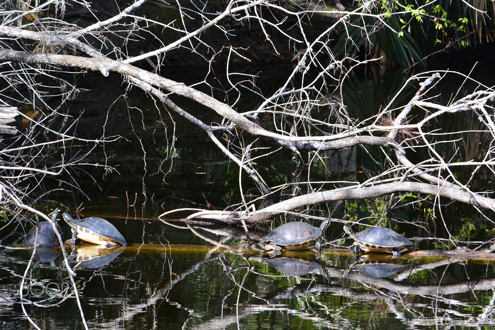 Nikon D5200 sample photo. 39463357574.jpg photography