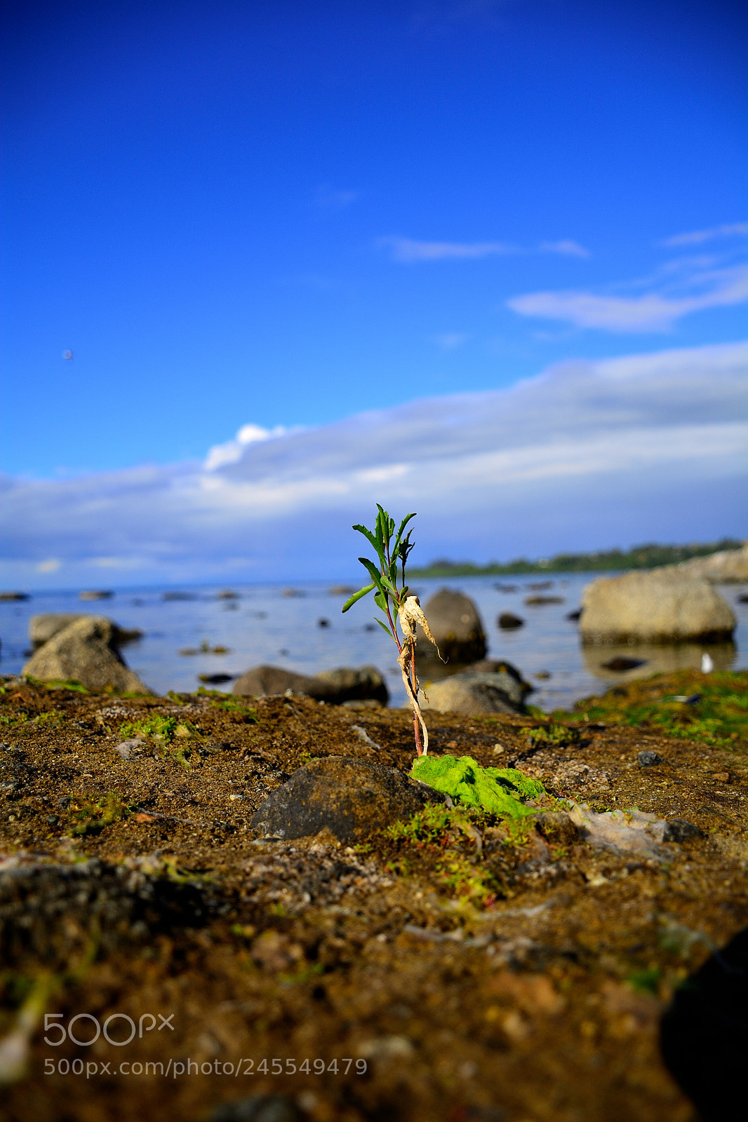 Nikon D7100 sample photo. Plants in the lake photography