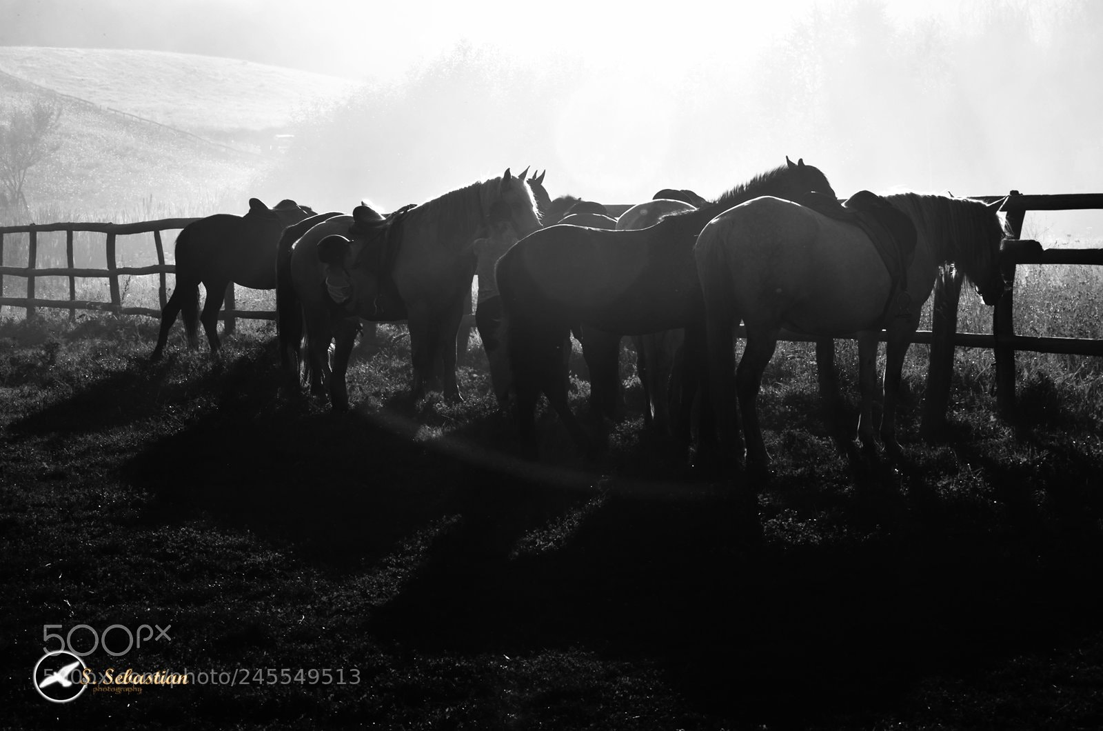 Nikon D5100 sample photo. B&w_horses photography