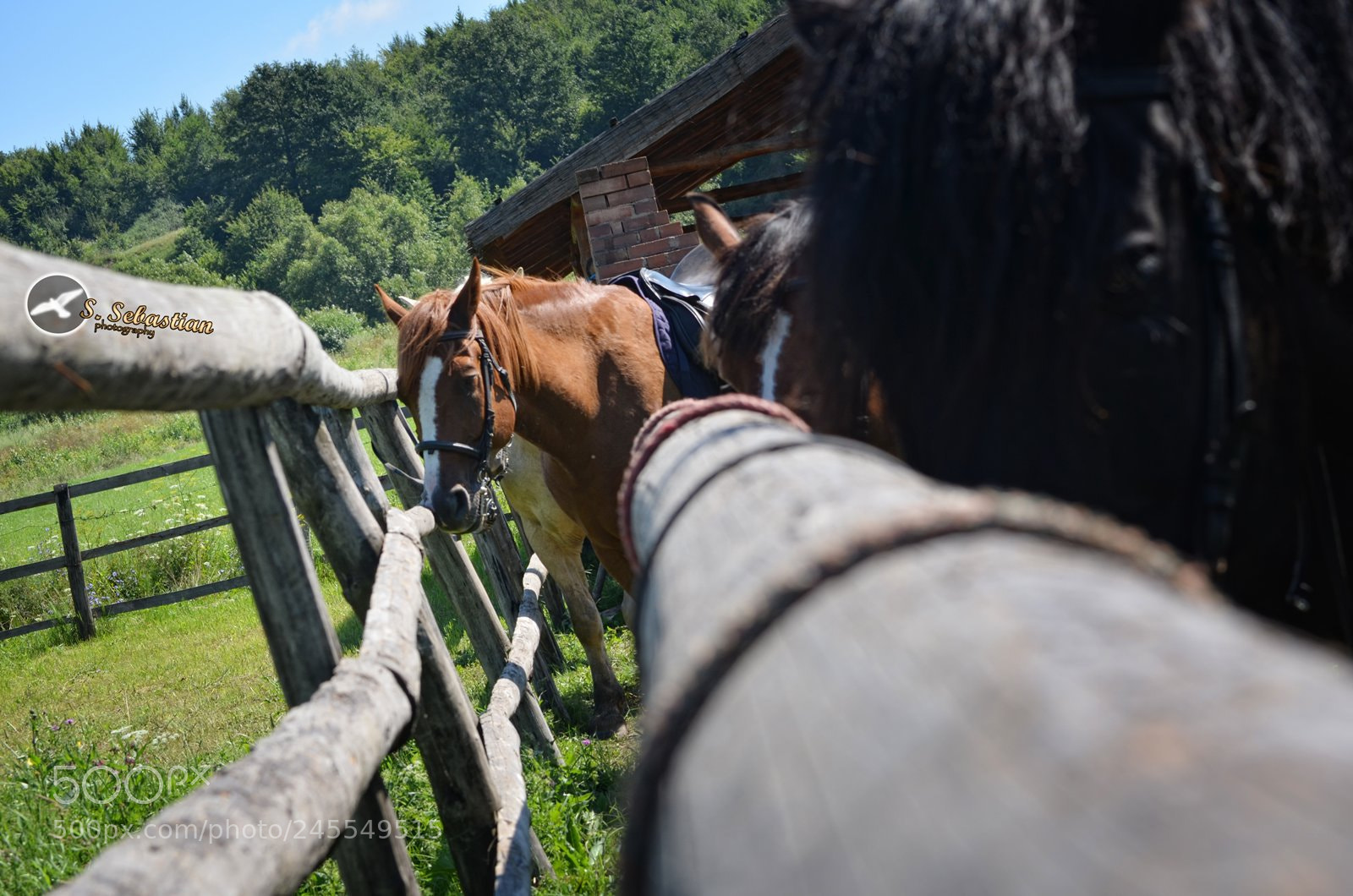 Nikon D5100 sample photo. Horses photography