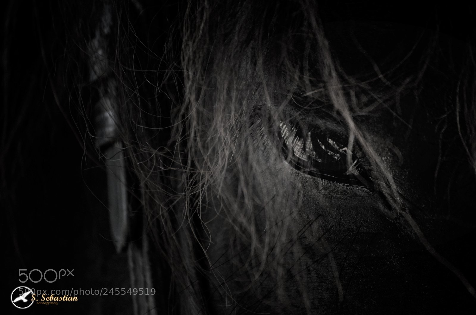 Nikon D5100 sample photo. Horse's eye photography