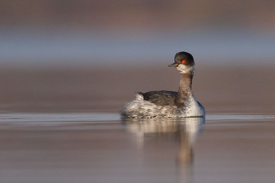 Canon EOS 70D + Canon EF 400mm F5.6L USM sample photo. Eared grebe and red eye photography