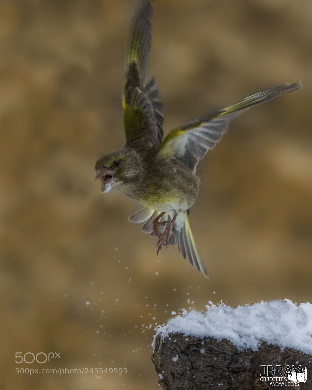 Nikon D7200 sample photo. European greenfinch photography