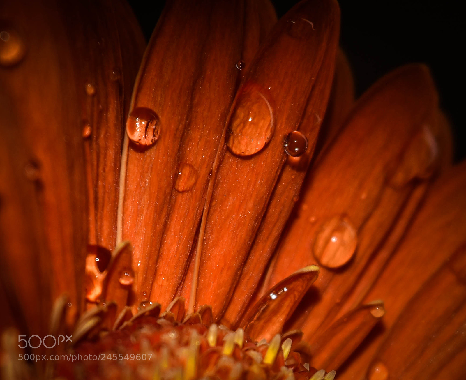 Nikon D5500 sample photo. Orange drops photography