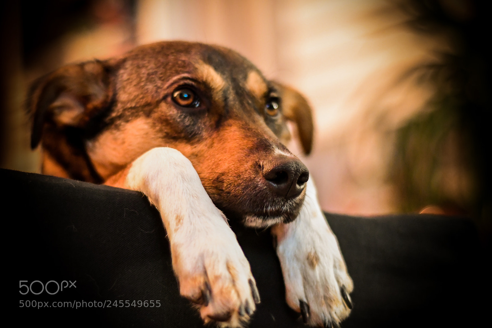 Nikon D500 sample photo. Hund-portrait photography