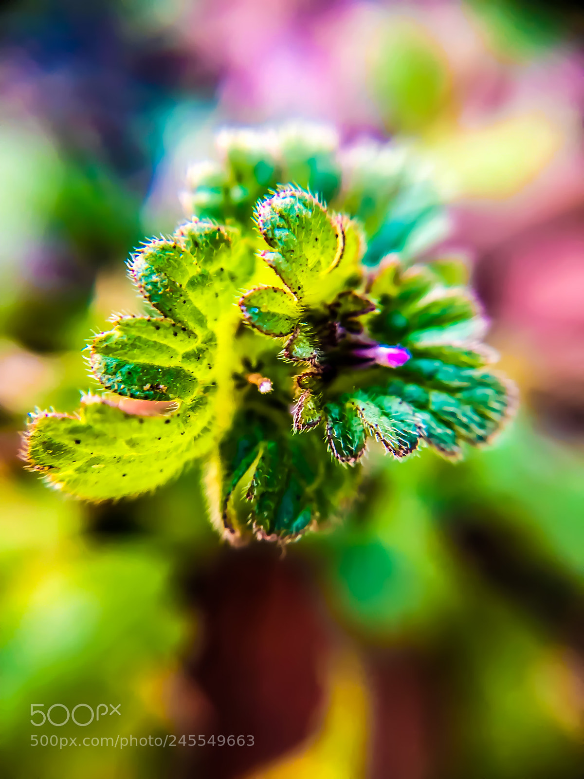 Apple iPhone X sample photo. Perty photography