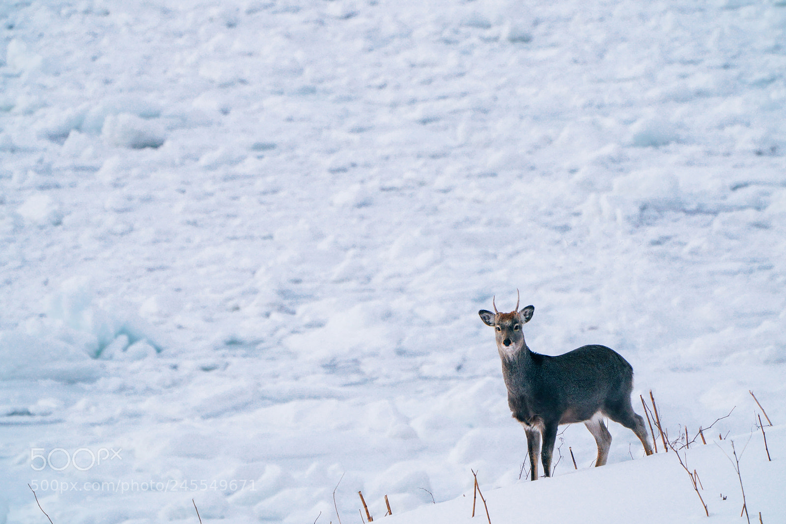 Sony a9 sample photo. Drift ice in hokkaido. photography