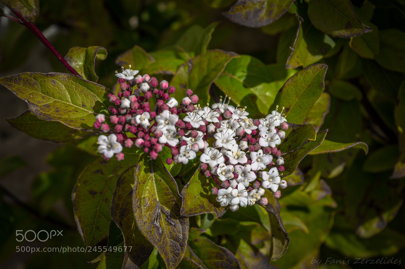 Nikon D5200 sample photo. Mountain laurel photography