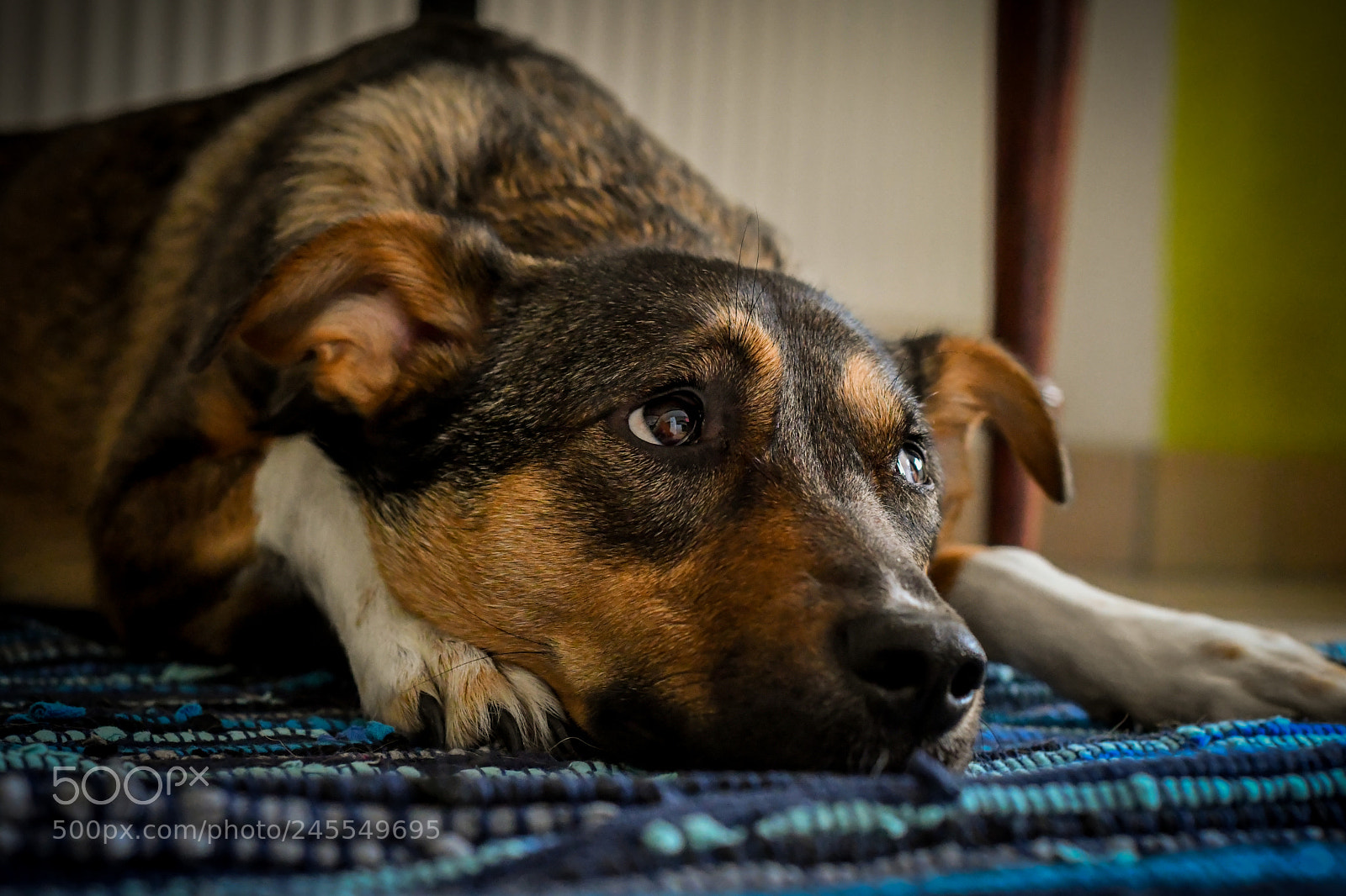 Nikon D500 sample photo. Ich pass auf.... photography