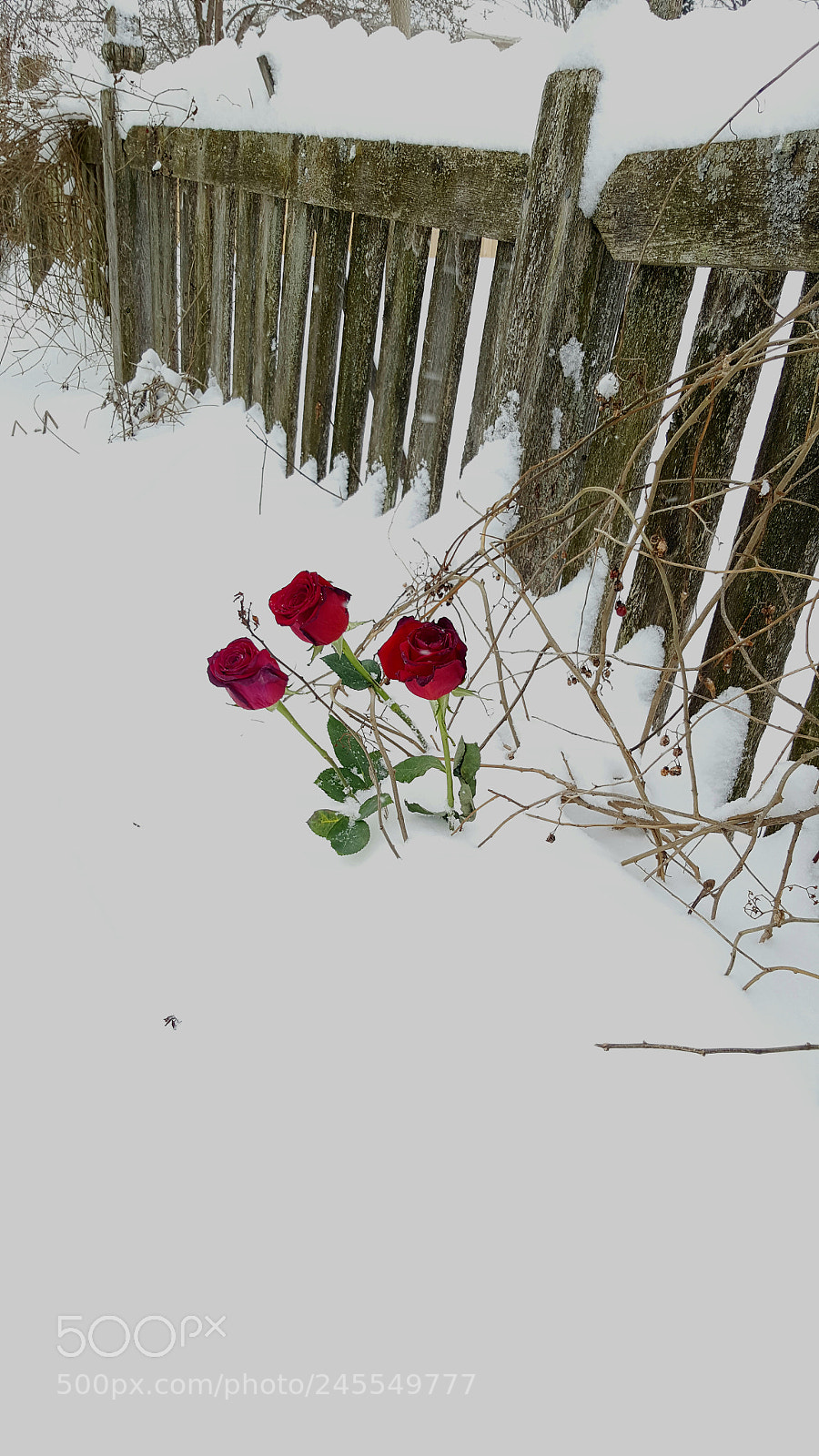 Samsung Galaxy Note5 sample photo. Snow roses photography