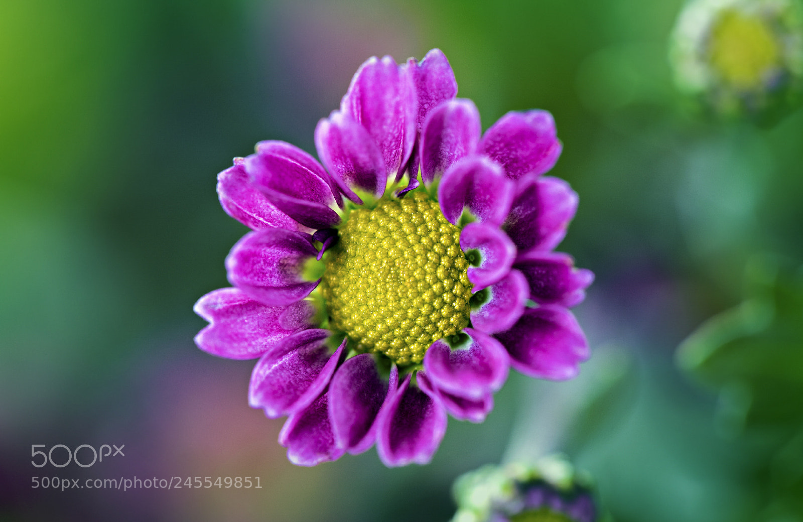 Canon EOS 6D Mark II sample photo. Magenta & yellow photography