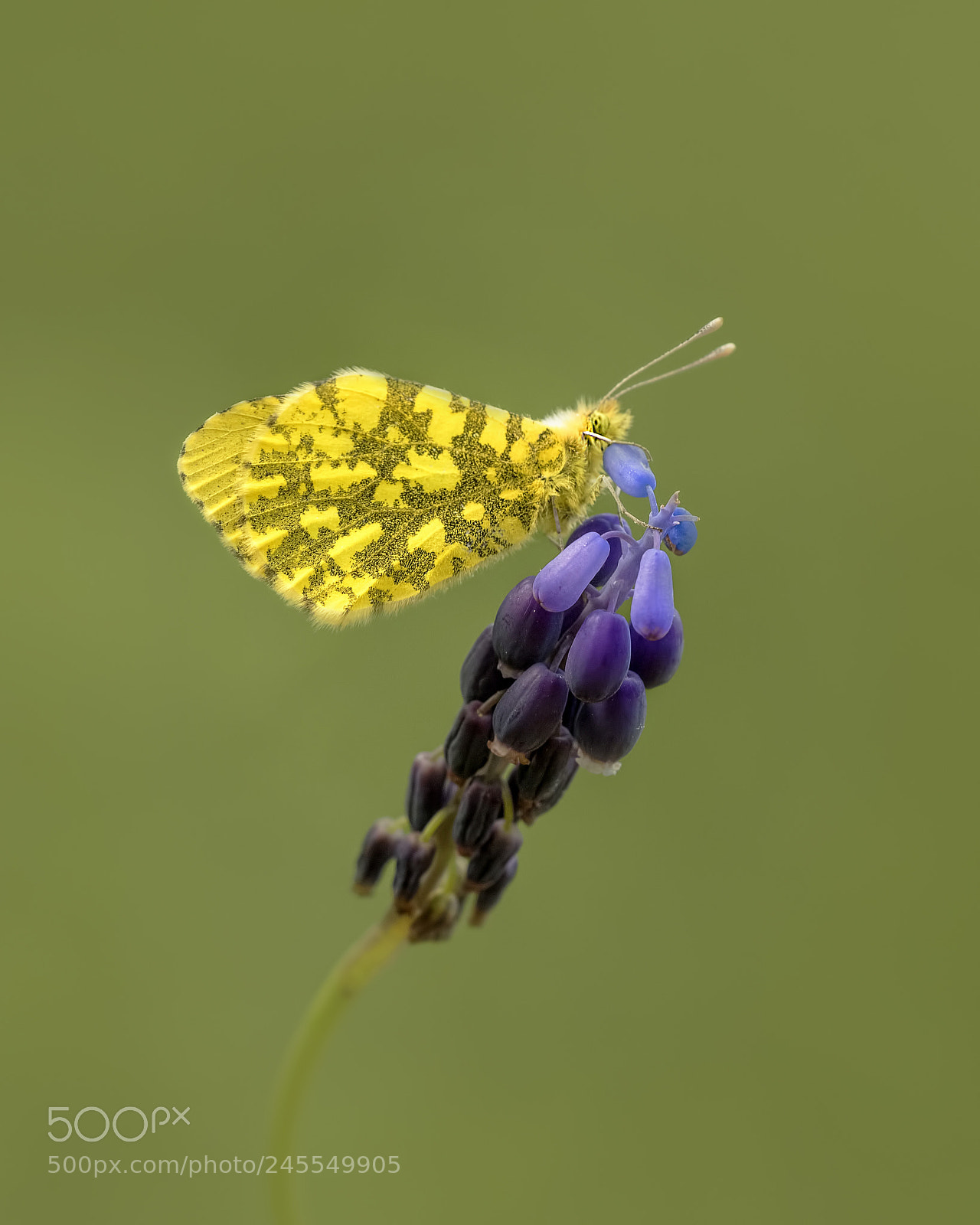 Nikon D810 sample photo. Anthocharis damone photography