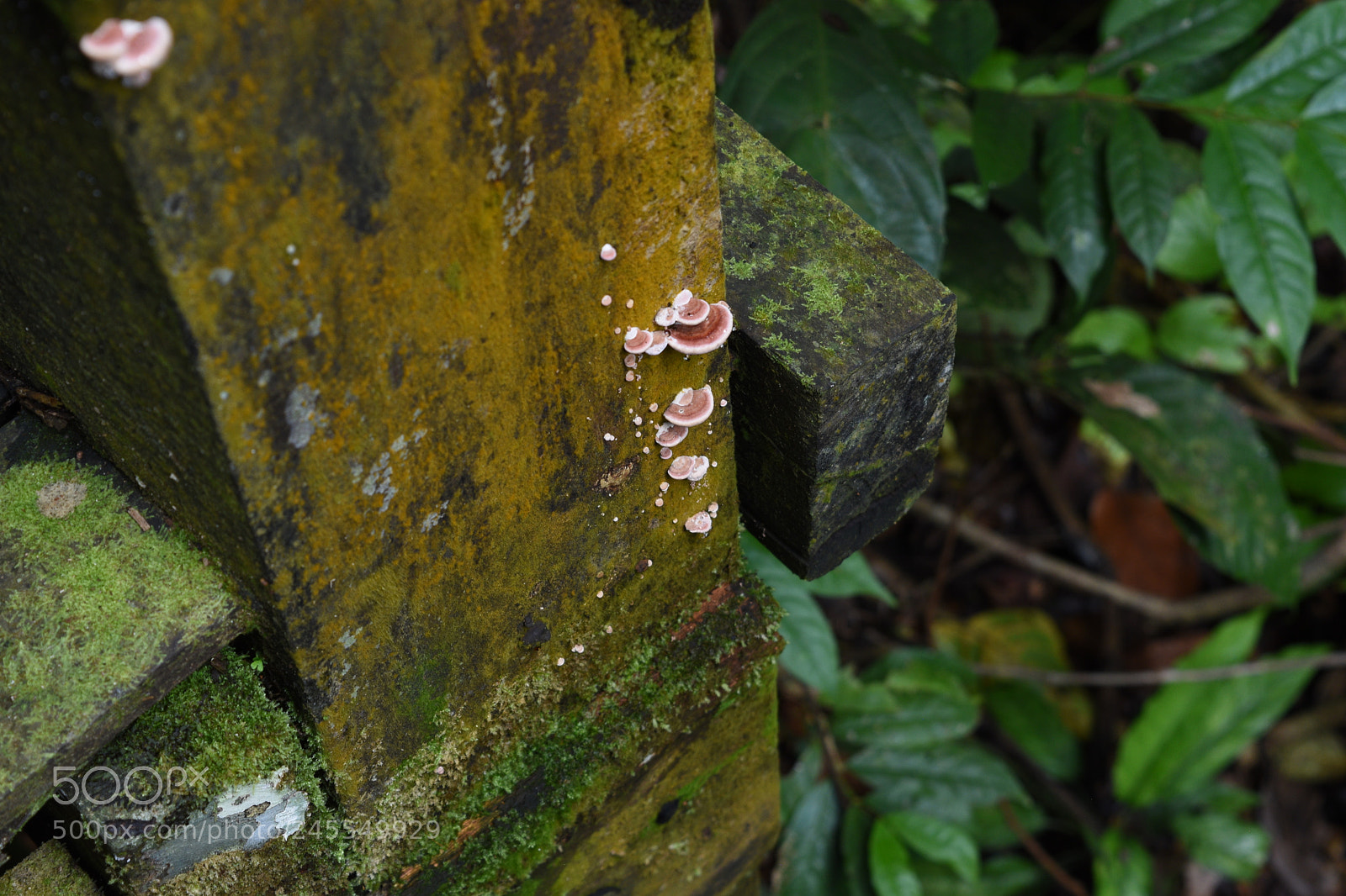 Nikon D5500 sample photo. Unlikely places photography
