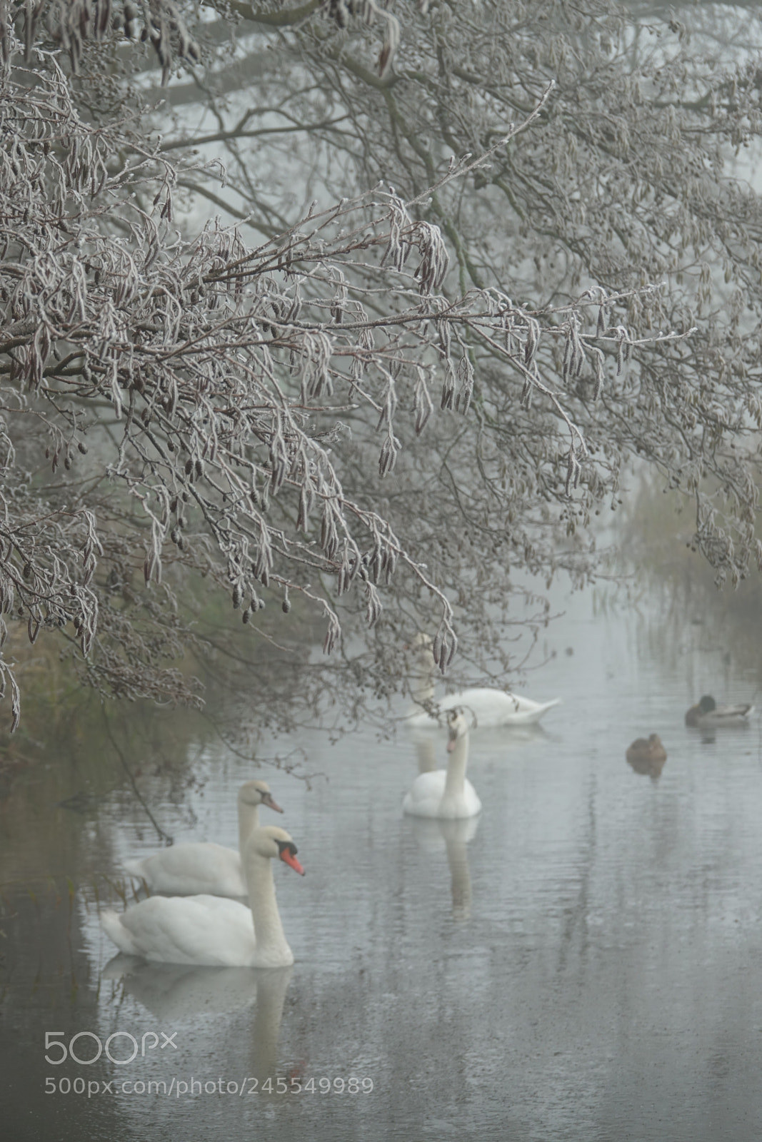 Sony Cyber-shot DSC-RX10 III sample photo. Snow mist and waterbirds photography