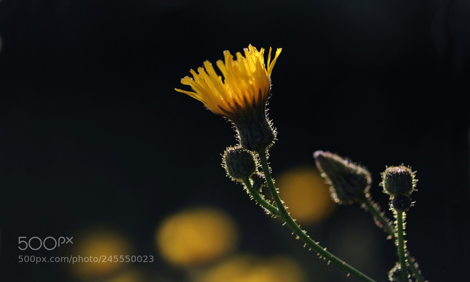 Canon EOS 60D sample photo. Cxs photography