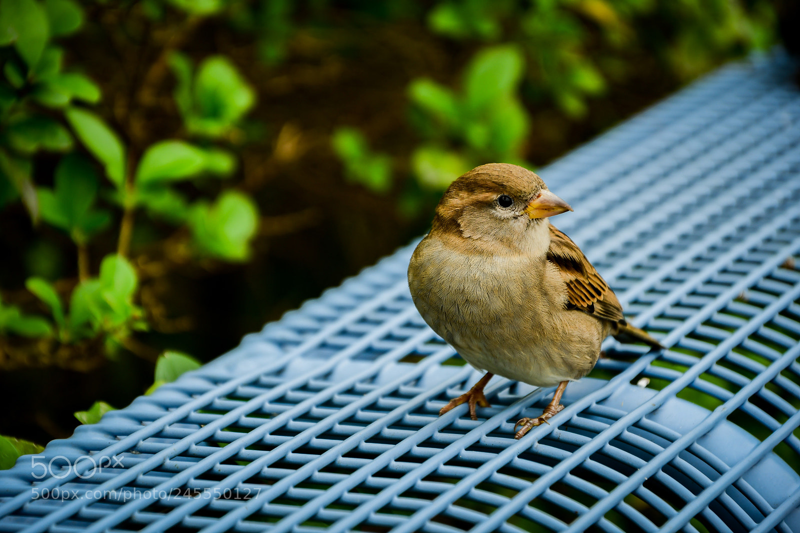 Nikon D500 sample photo. Ich warte auf deine photography