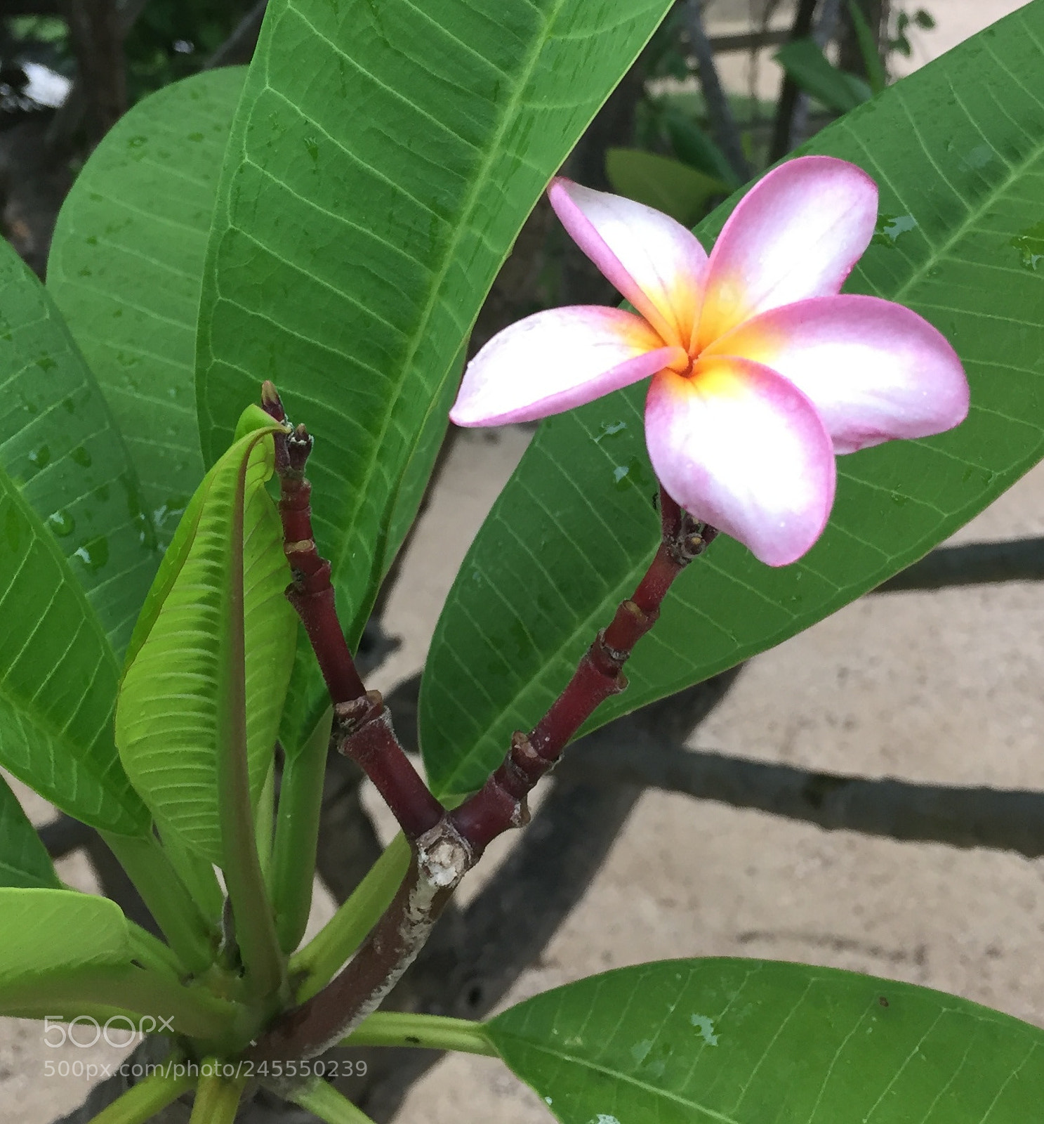 Apple iPhone 6 sample photo. Img photography