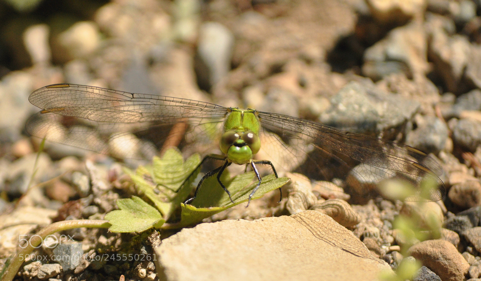 Nikon D90 sample photo. Bright green dragonfly photography