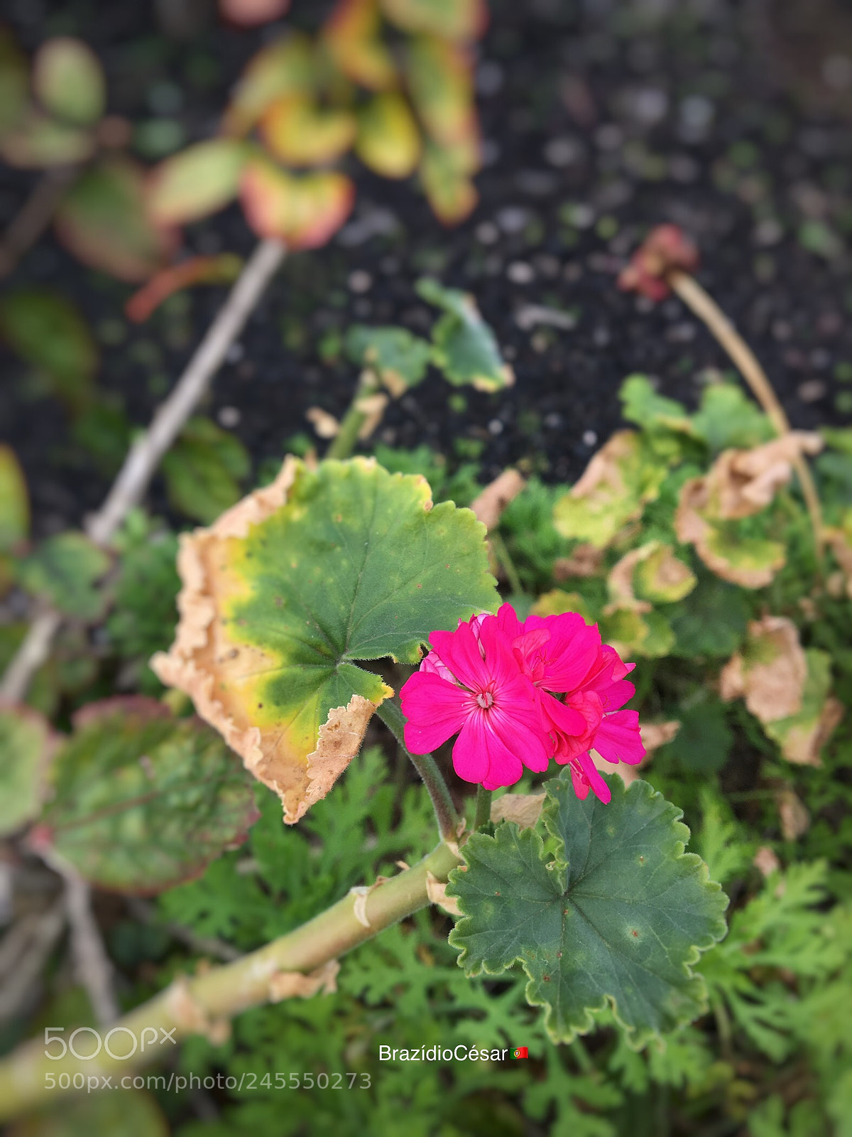 Apple iPhone 6s sample photo. Untitled photography