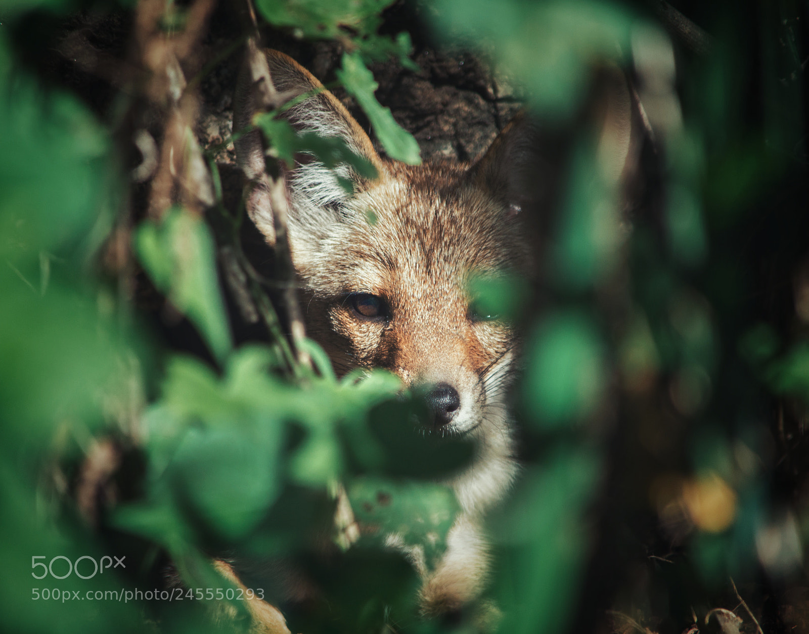 Nikon D3200 sample photo. Fox photography