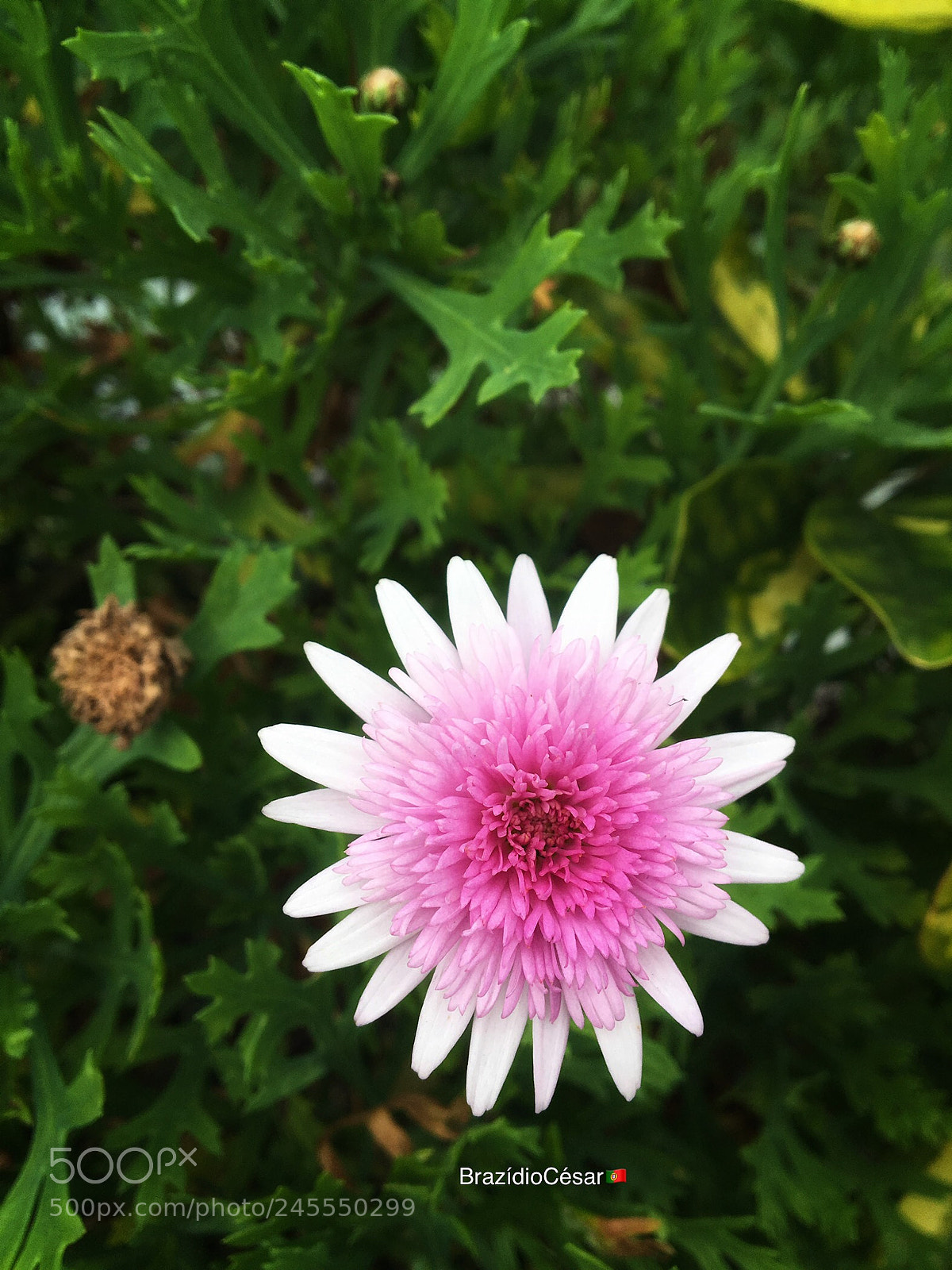 Apple iPhone 6s sample photo. Untitled photography