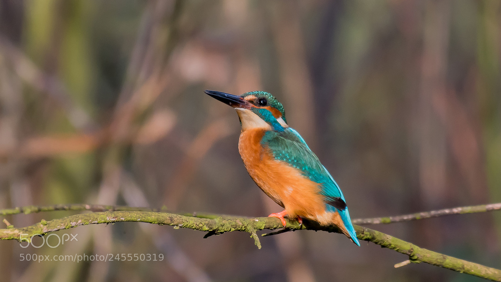 Nikon D500 sample photo. Kingfisher 3 photography