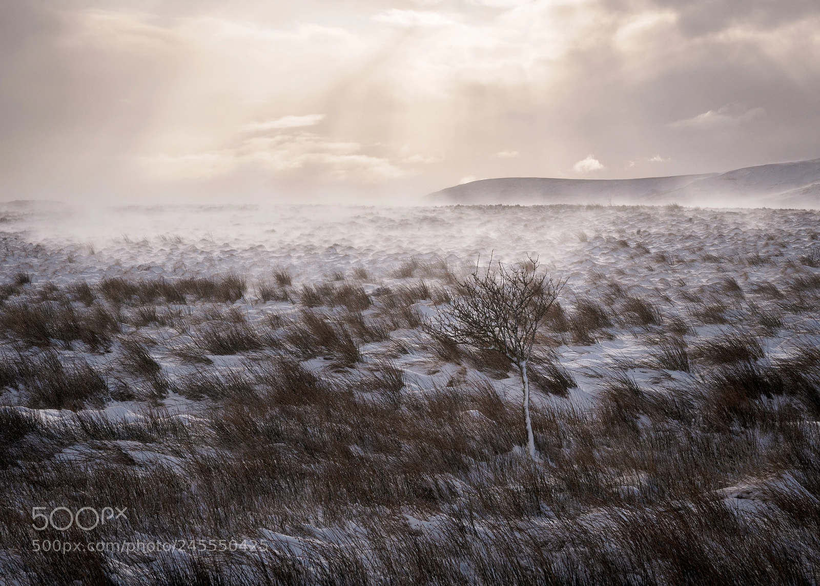 Olympus OM-D E-M10 II sample photo. Week 6/52 – let it snow... photography
