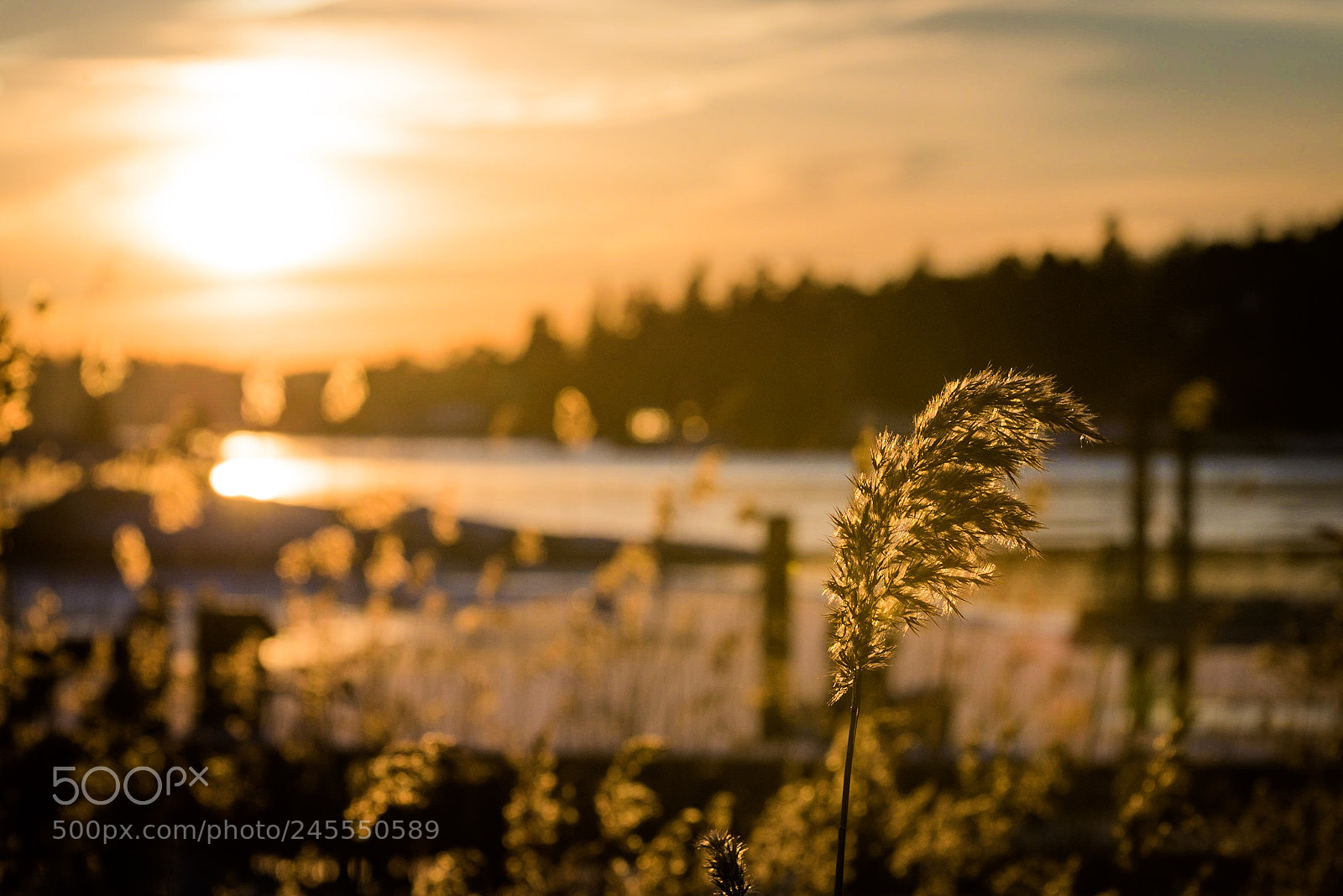 Nikon D800 sample photo. Yellow Älgö photography