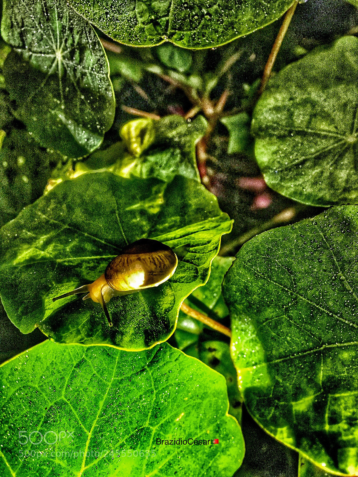 Apple iPhone 6s sample photo. Untitled photography