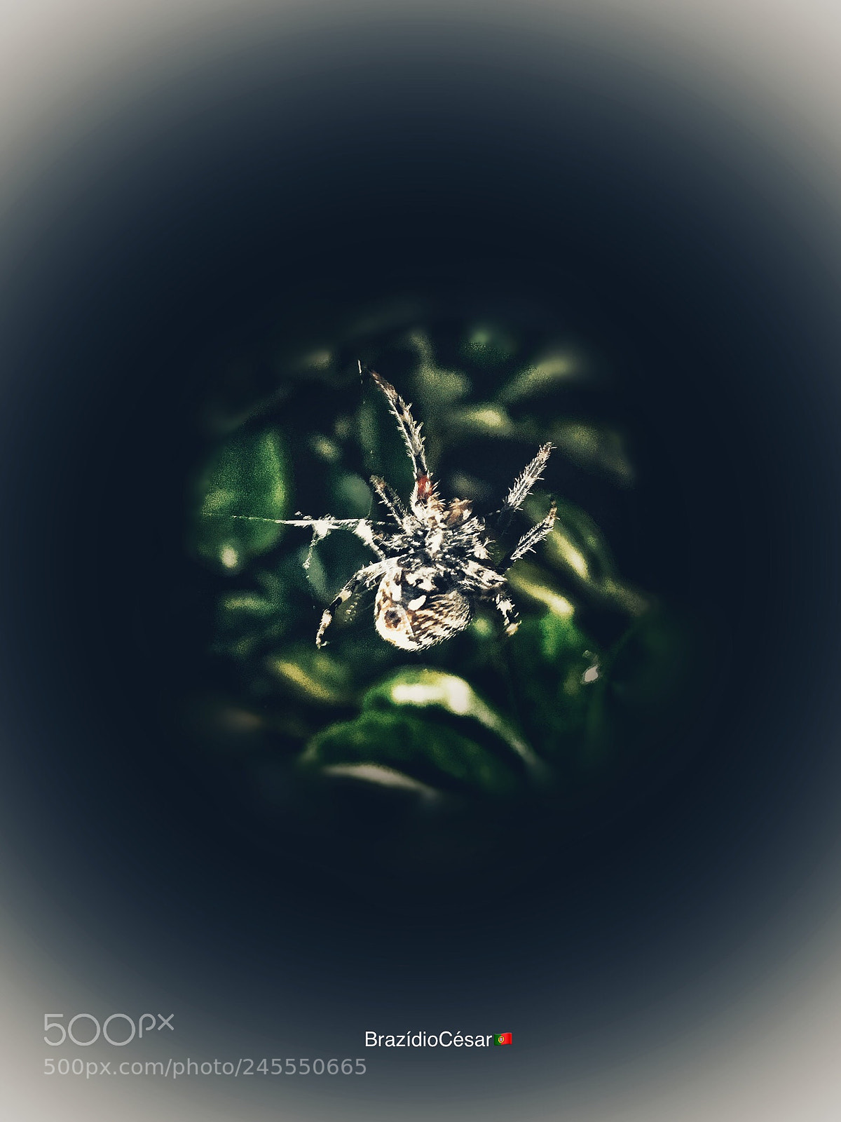 Apple iPhone 6s sample photo. Untitled photography