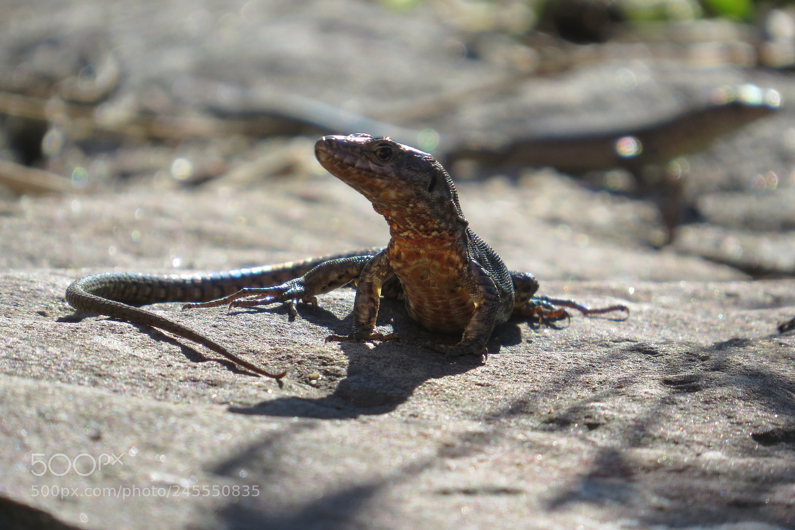 Canon PowerShot SX50 HS sample photo. Lizard (...) photography