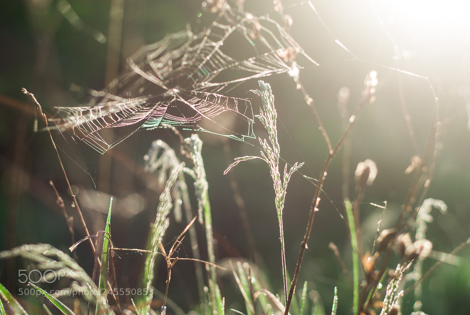 Nikon D200 sample photo. The morning wakes up photography