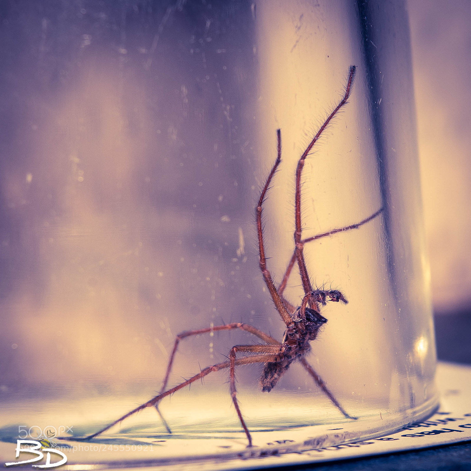 Nikon D80 sample photo. Spider photography