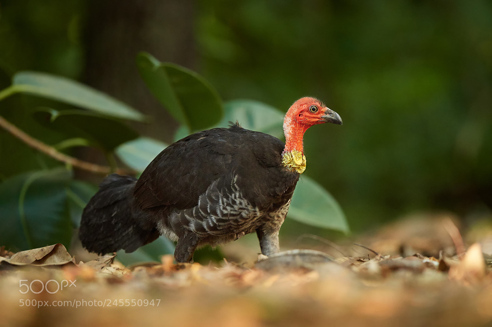 Nikon D500 sample photo. Australian brush-turkey (alectura lathami) photography