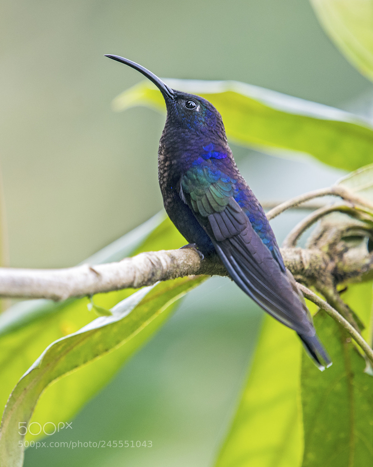 Nikon D500 sample photo. Violet sabrewing hummingbird photography