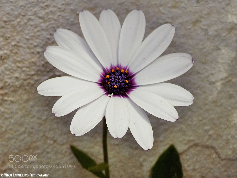 Nikon COOLPIX L330 sample photo. Flores do meu jardim photography