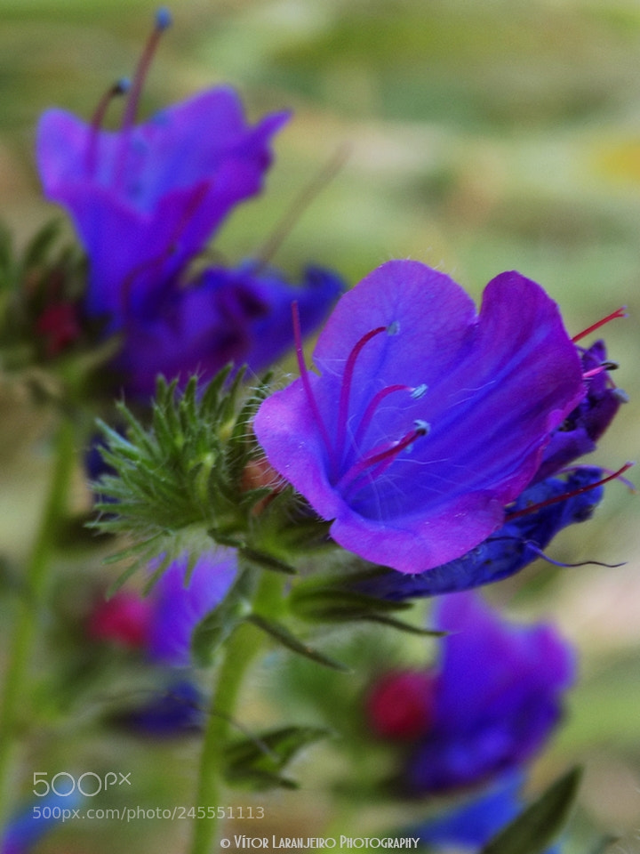 Nikon COOLPIX L330 sample photo. Flores do meu jardim photography