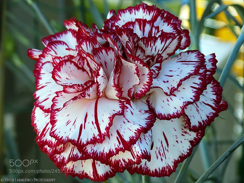 Nikon COOLPIX L330 sample photo. Flores do meu jardim photography