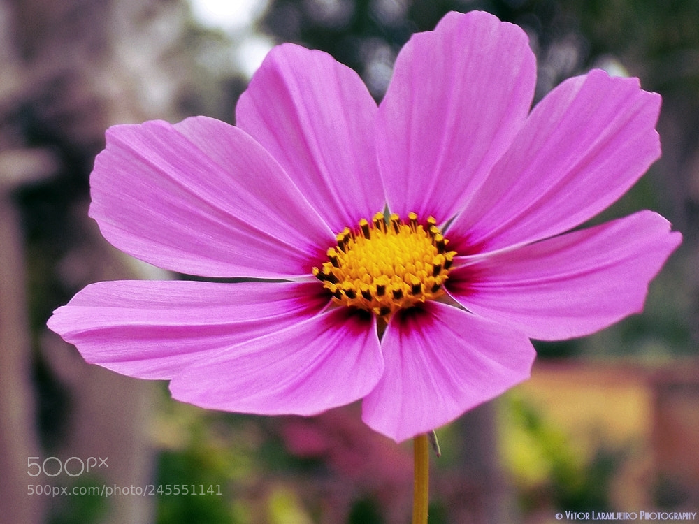 Nikon COOLPIX L330 sample photo. Flores do meu jardim photography