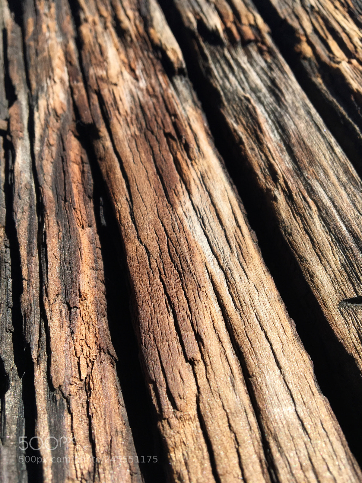Apple iPhone 6s sample photo. Untitled photography