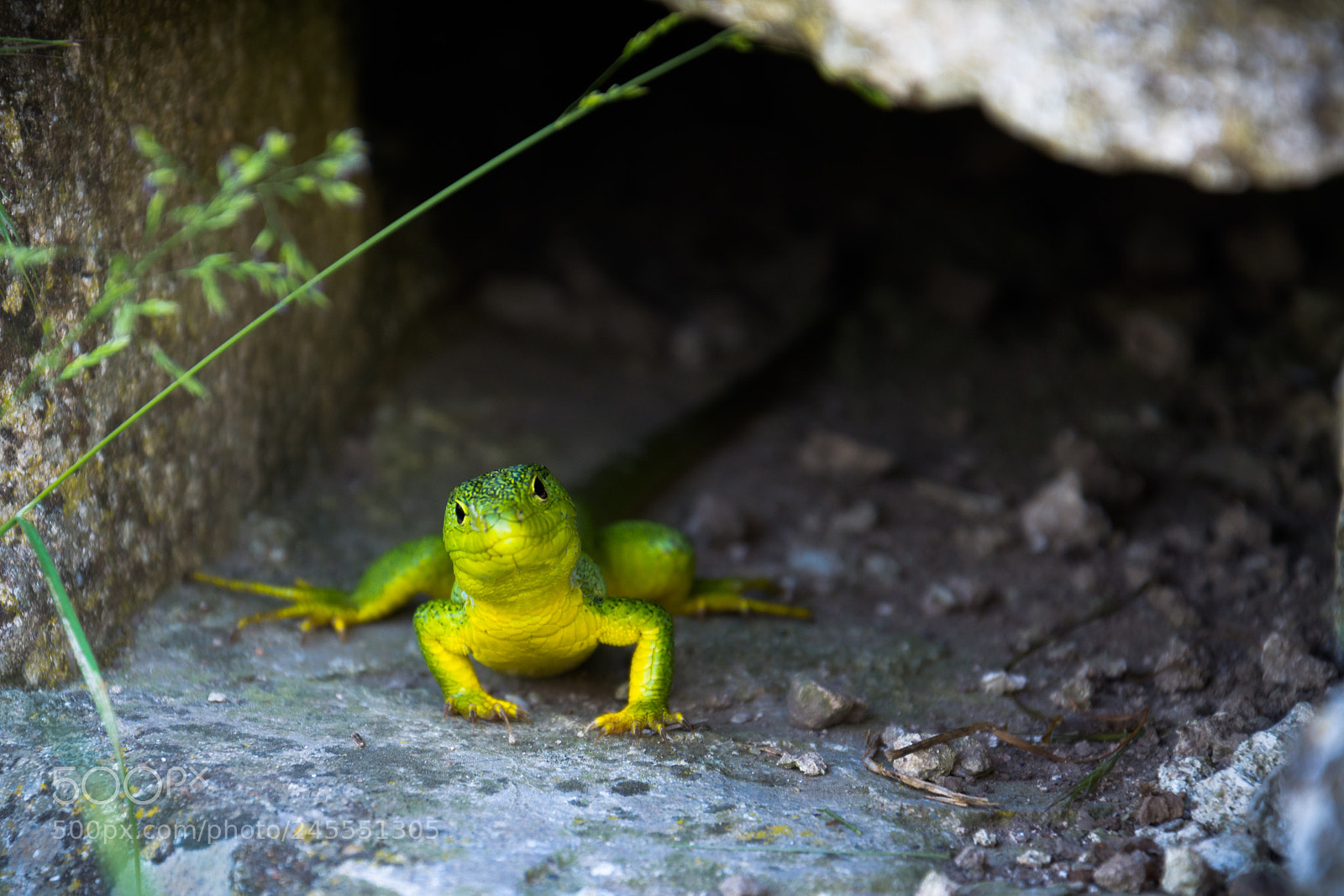 Nikon D5200 sample photo. Who goes there? photography