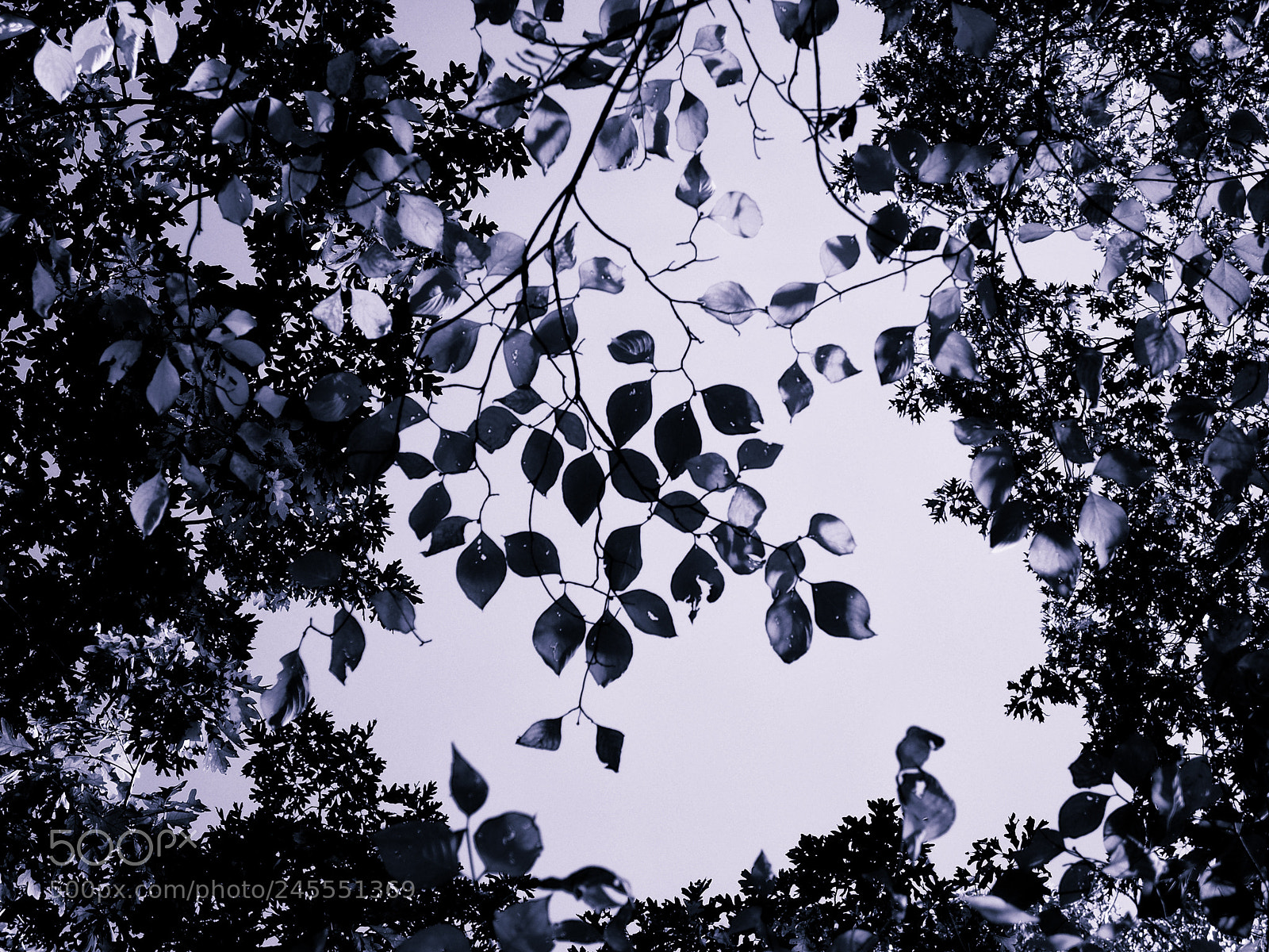Olympus OM-D E-M5 sample photo. Leaves photography